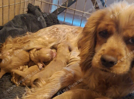 Cockapoo puppies looking for there forever homes