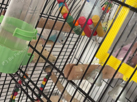 2 male 2 female