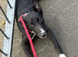 Bull greyhound