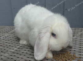 Mini Lop Male Rabbit