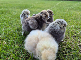 Silkie chicks & hatching eggs