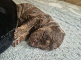 7 gorgeous double doodle puppies