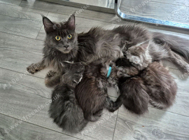 Maine coon kittens