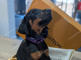 Ready now! Last girl doberman