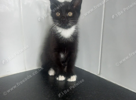 6 month old neutered kittens