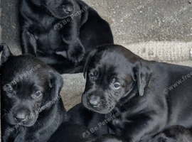 Labrador puppies