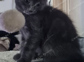 2 cute kittens (male)
