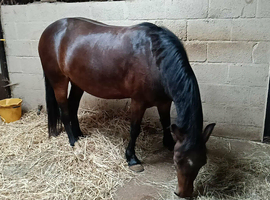 companion inhand showing or potential broodmare