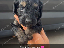 Last 4 beautiful cockapoo puppies