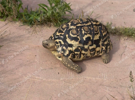 Ivory Leopard Tortoise 6 yrs
