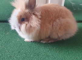 1 girls 1 boy lionhead rabbit