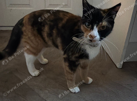 I have two cats for sale a female and a male