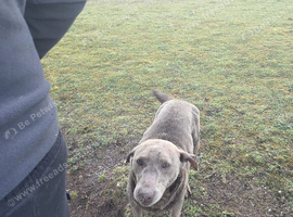 Kc Labrador