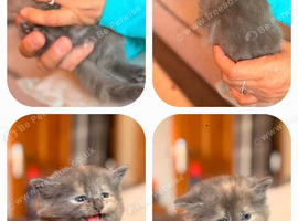 8 beautiful long and short haired kittens!
