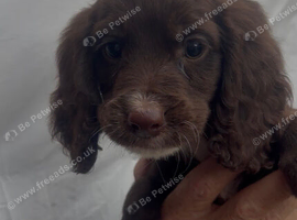Working cocker spaniel pups for sale