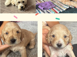 4 beautiful cockapoo boys left out of litter of 7
