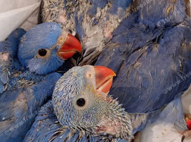 BLUE INDIAN RINGNECK PARROTS &ndash; TAMED & FRIENDLY  6 weeks old