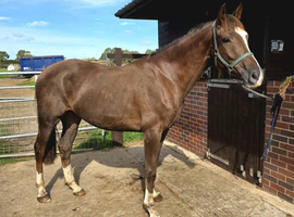 Irish Sports Horse gelding 3yrs