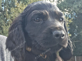 KC Registered working cocker spaniel puppies