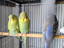 Multi colour single factor anthrecite budgies