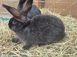 Baby rabbits available