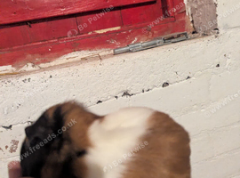 Guinea pigs