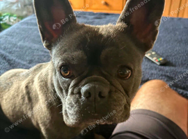 French bull dog