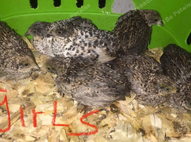 SEXED QUAILS/CHINESE PAINTED BUTTONS !