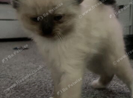 Ragdoll kittens
