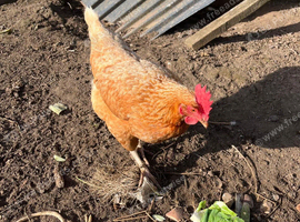 Warren Hens