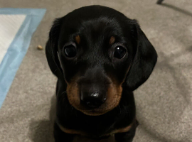 Beautiful miniature dachshund puppies bk/tan