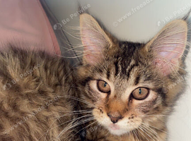 Maine coon kitten