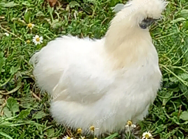 Unrelated pair of bearded silkies