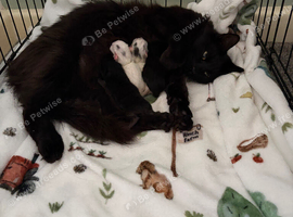 Beautiful kitten (8 Weeks in 26/10/2026)