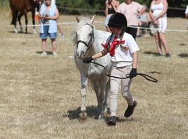 12.2hh Nattadon Celebration PC Pony inc Tack ONO