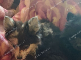 Pomeranians two boys one girl