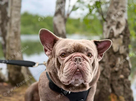 3 year old male