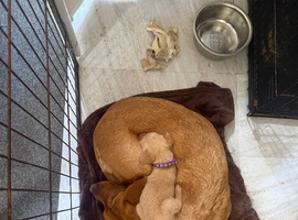 KC registered fox red Labradors