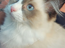 Ragdoll Kittens, pedigree