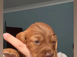 Beautiful litters!!kc reg