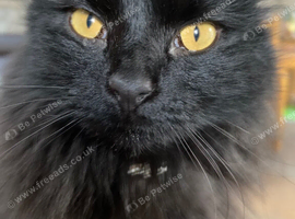 Black part Bred Maine Coon