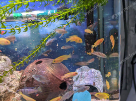 Juvenile Salousi and Pseudotropheus kingsizei cichlids for sale