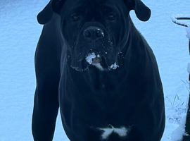 9 month old cane corso