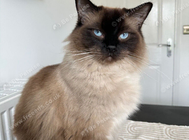 MISSING CAT