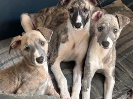 3 male puppies