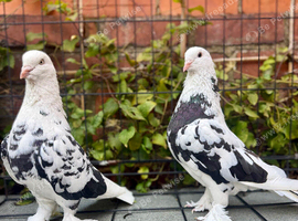 5 pairs of west of englands