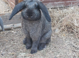 Rehome needed, 2 male french lops