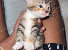 Kittens for sale