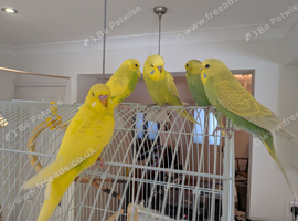 Baby budgies - hand tamed