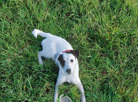 6 months old girl